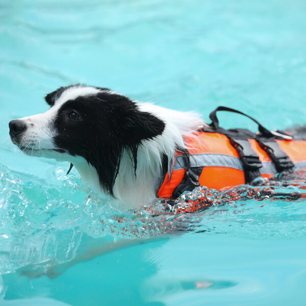 Life-Saving Vest for Dogs