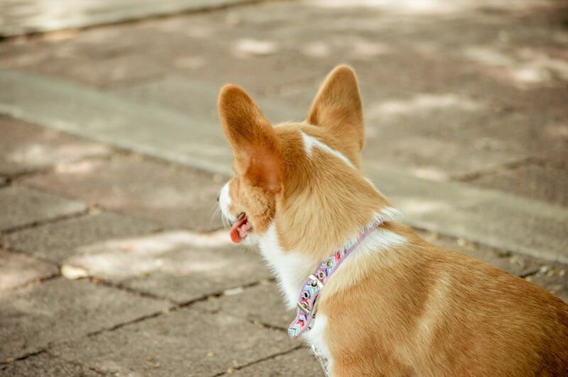 Short-coated fawn dog wearing stylish collar demonstrating collar fit