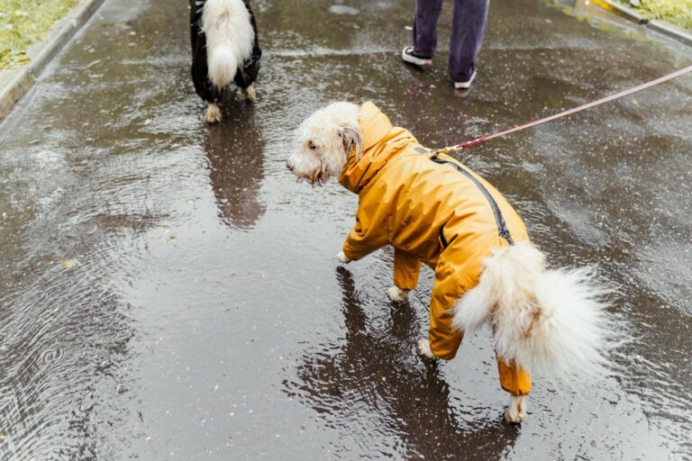 Two dogs wearing colorful waterproof raincoats walking on a rainy spring day