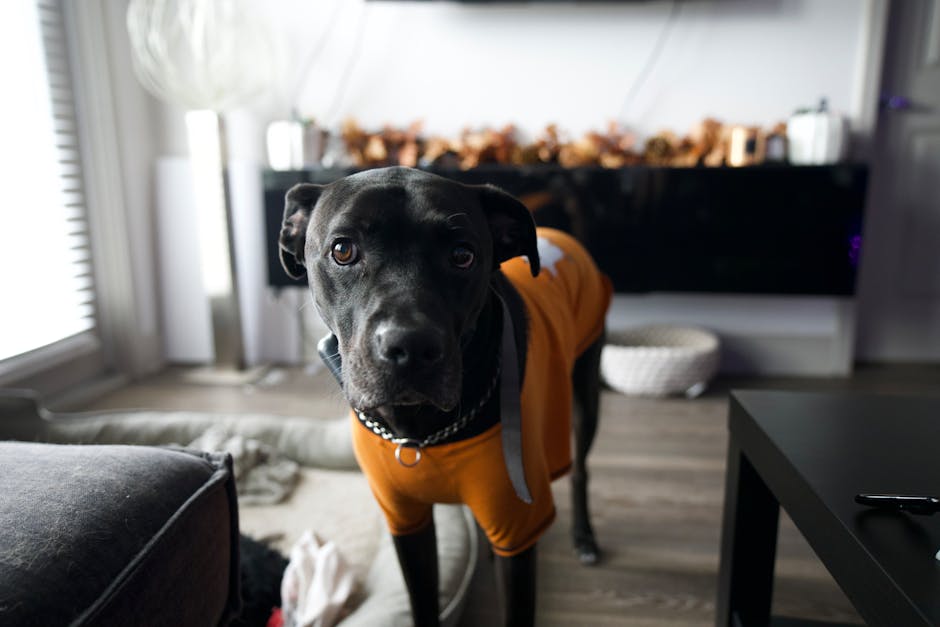 Black dog wearing an orange knit sweater indoors