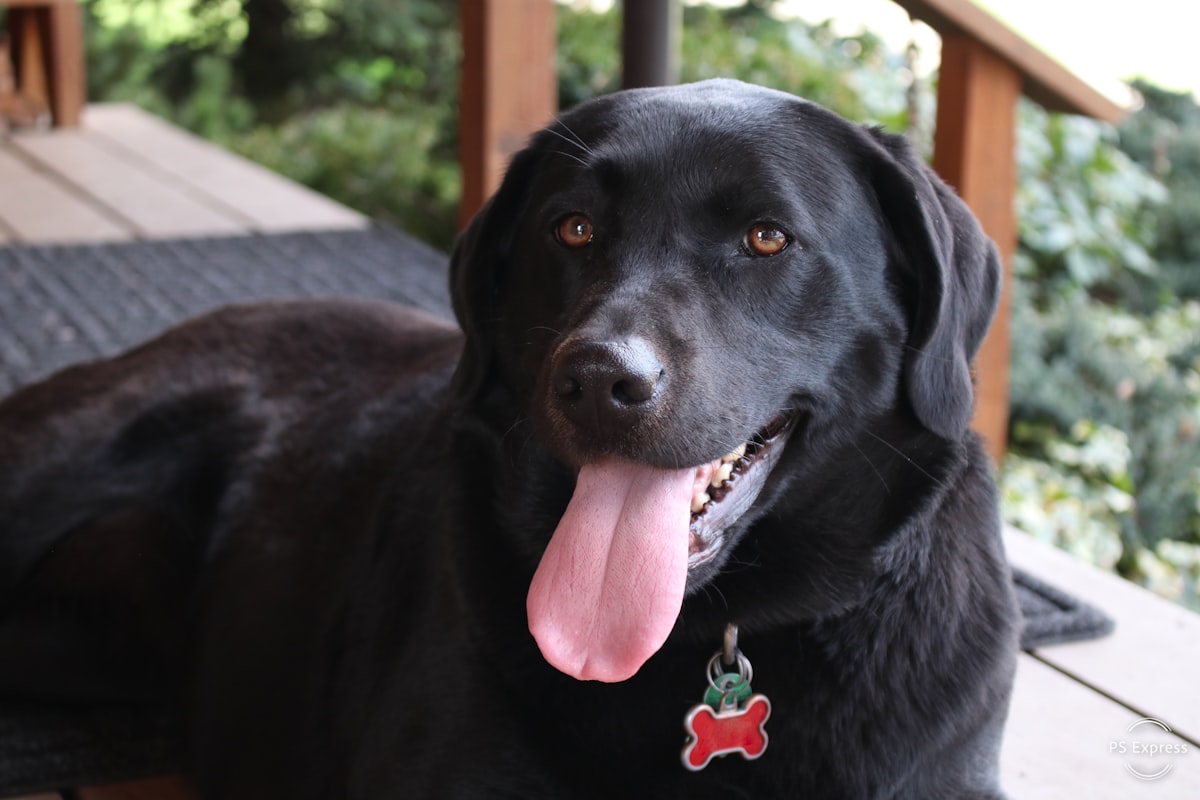 Black labrador with shiny healthy coat outdoors showing results of good nutrition and grooming