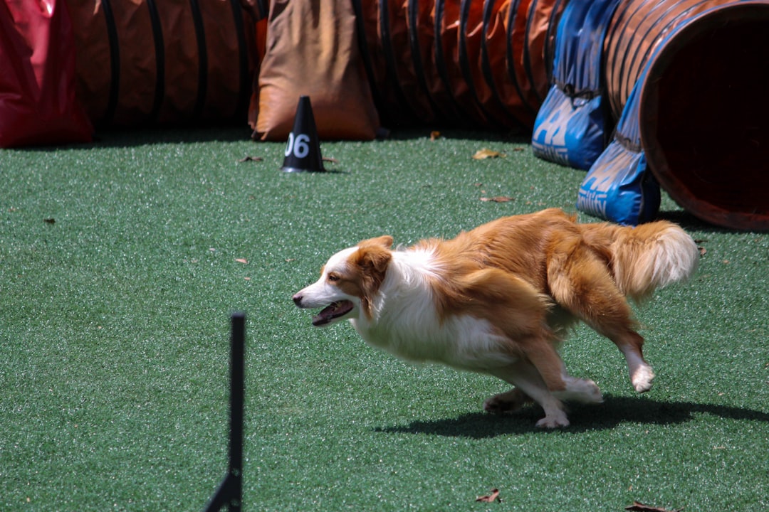 Tan and white Border Collie running outdoors showing high-energy breed exercise needs