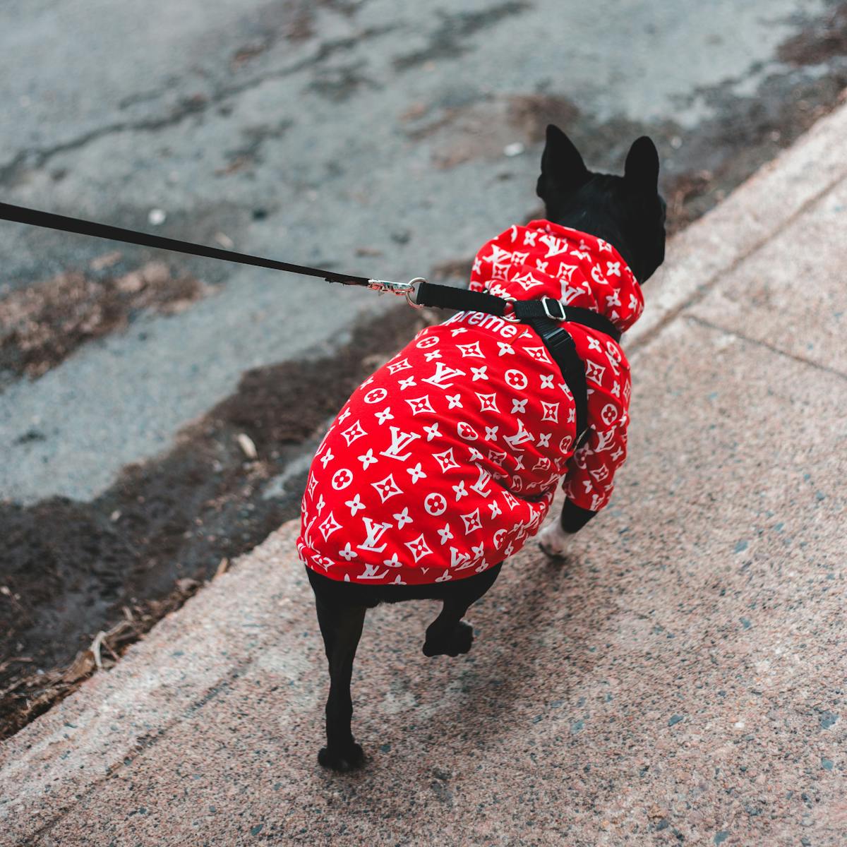 Boston Terrier wearing a perfectly fitted red designer dog coat while walking outdoors