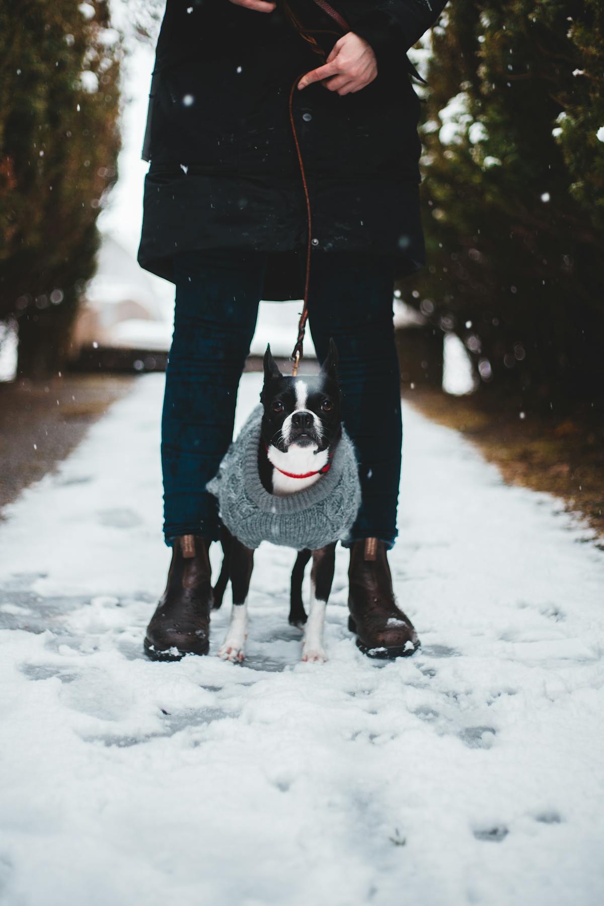 Boston Terrier wearing a cozy sweater on a snowy winter walk, demonstrating proper cold weather dog clothing