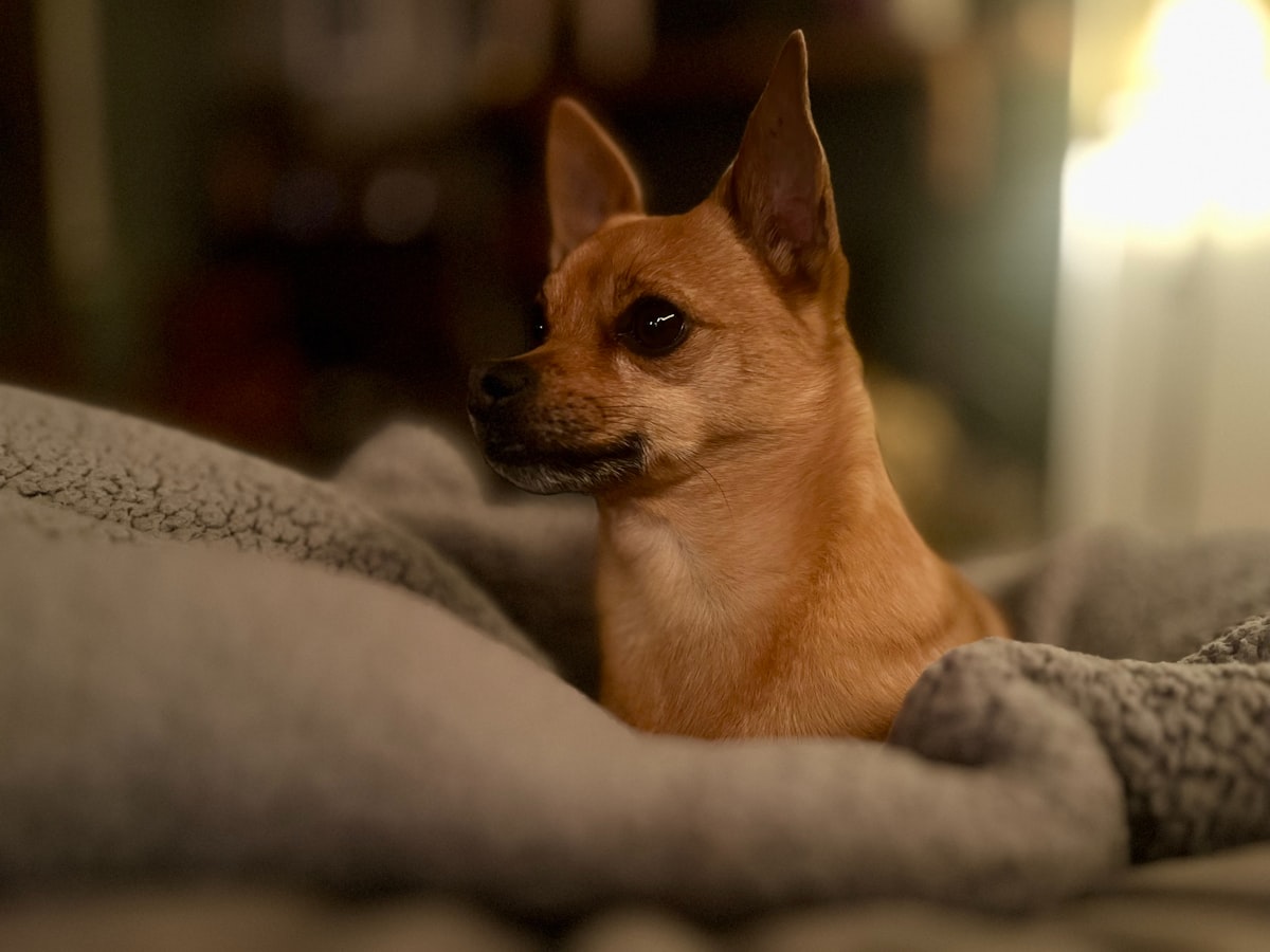 Chihuahua laying on a warm furry cushion indoors during cold weather