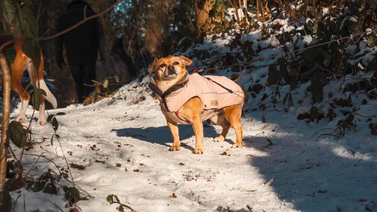 Chihuahua wearing a pink winter coat during a snowy winter walk with owner