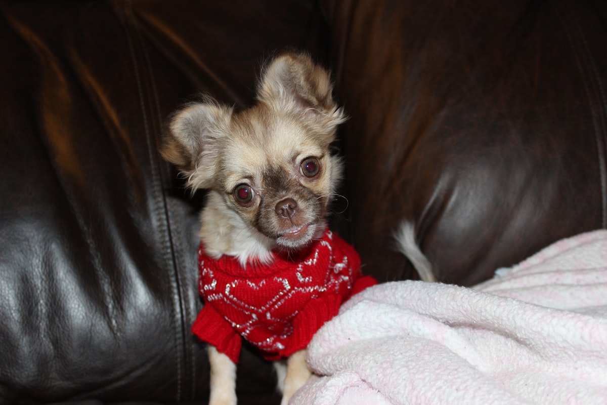 Chihuahua puppy wearing a cozy red heart sweater for winter warmth