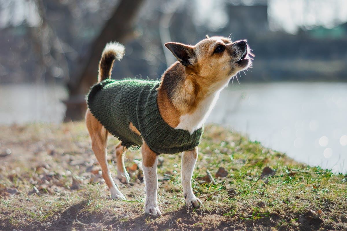 Chihuahua in a cozy green knit sweater enjoying a spring day outdoors