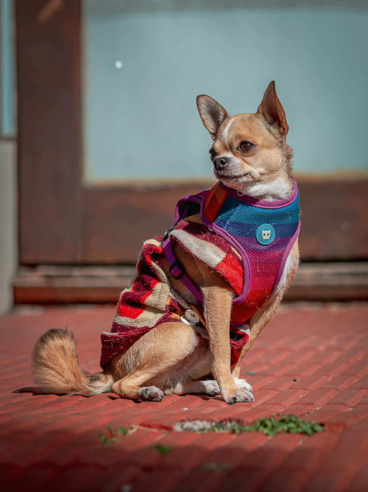 Small Chihuahua wearing a perfectly fitted colorful dog outfit outdoors