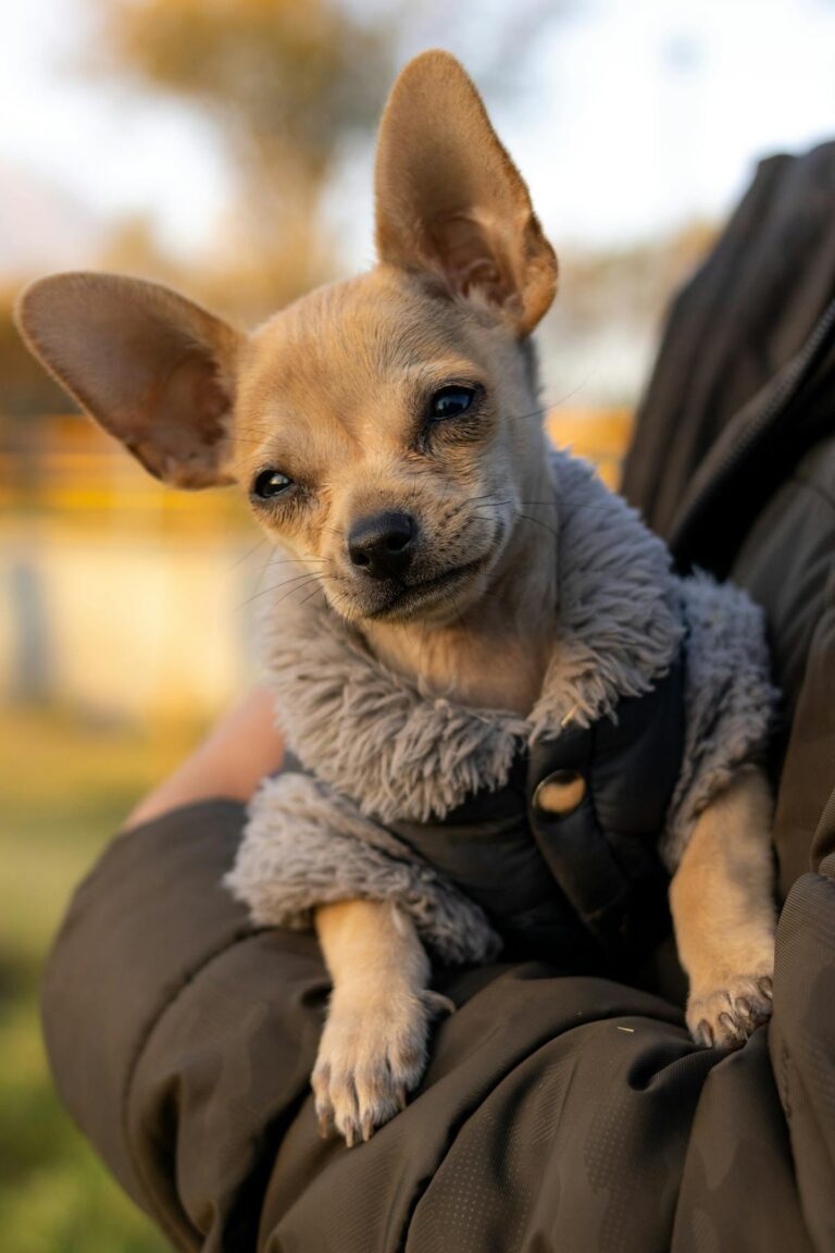Chihuahua wearing fluffy winter jacket to stay warm in cold weather