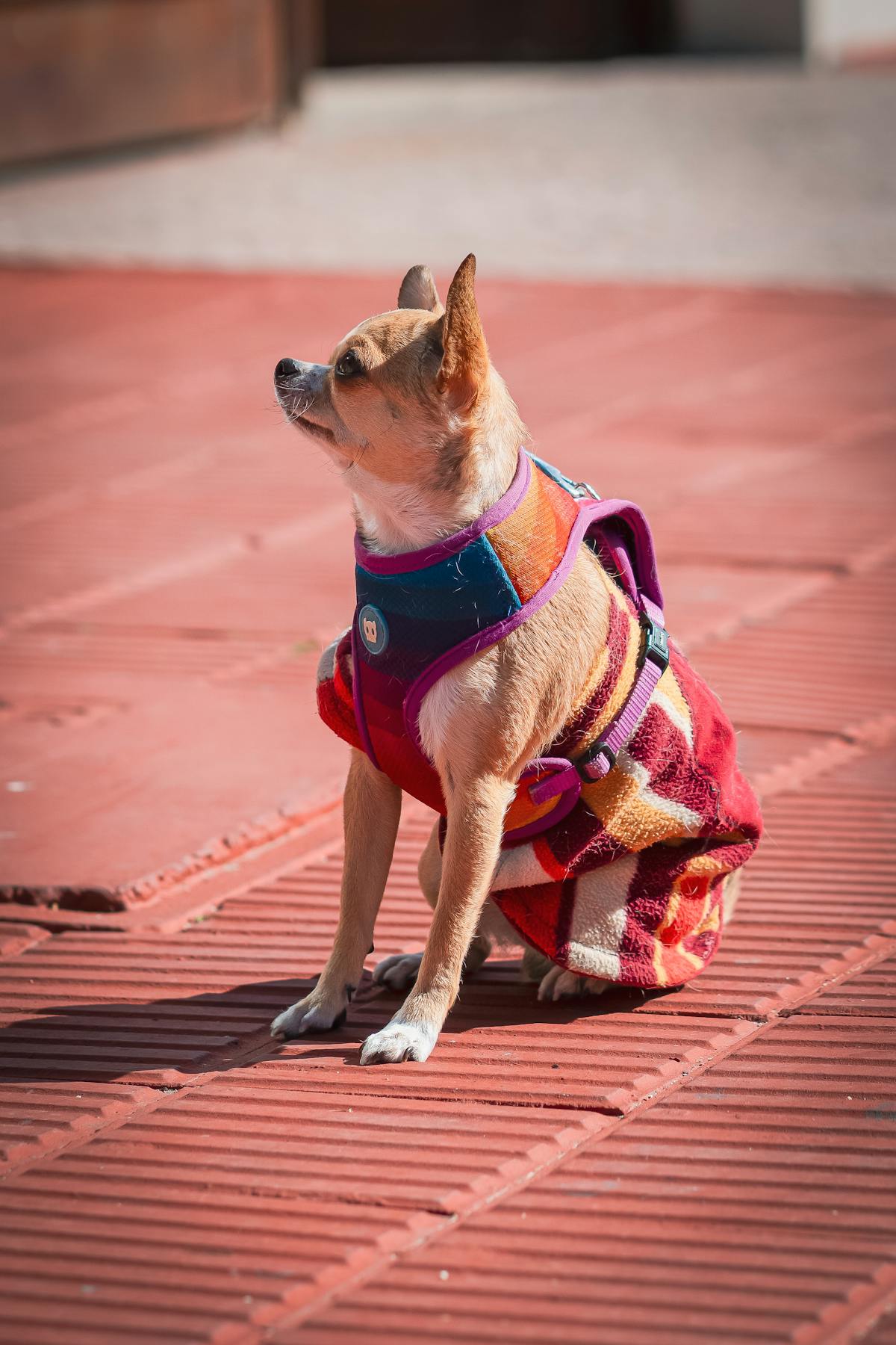 Chihuahua dog wearing a vibrant vest - pet fashion outfit ideas