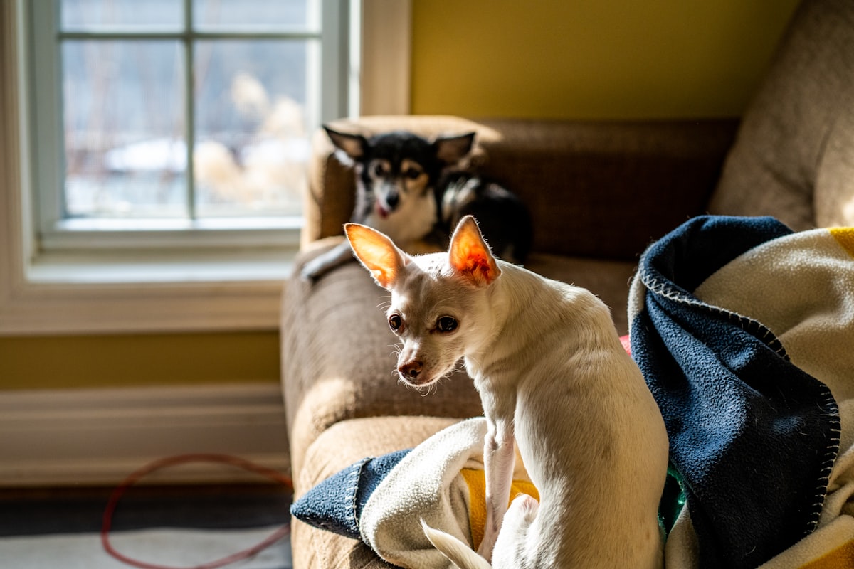 Chihuahuas relaxing together on a cozy couch with a warm blanket indoors