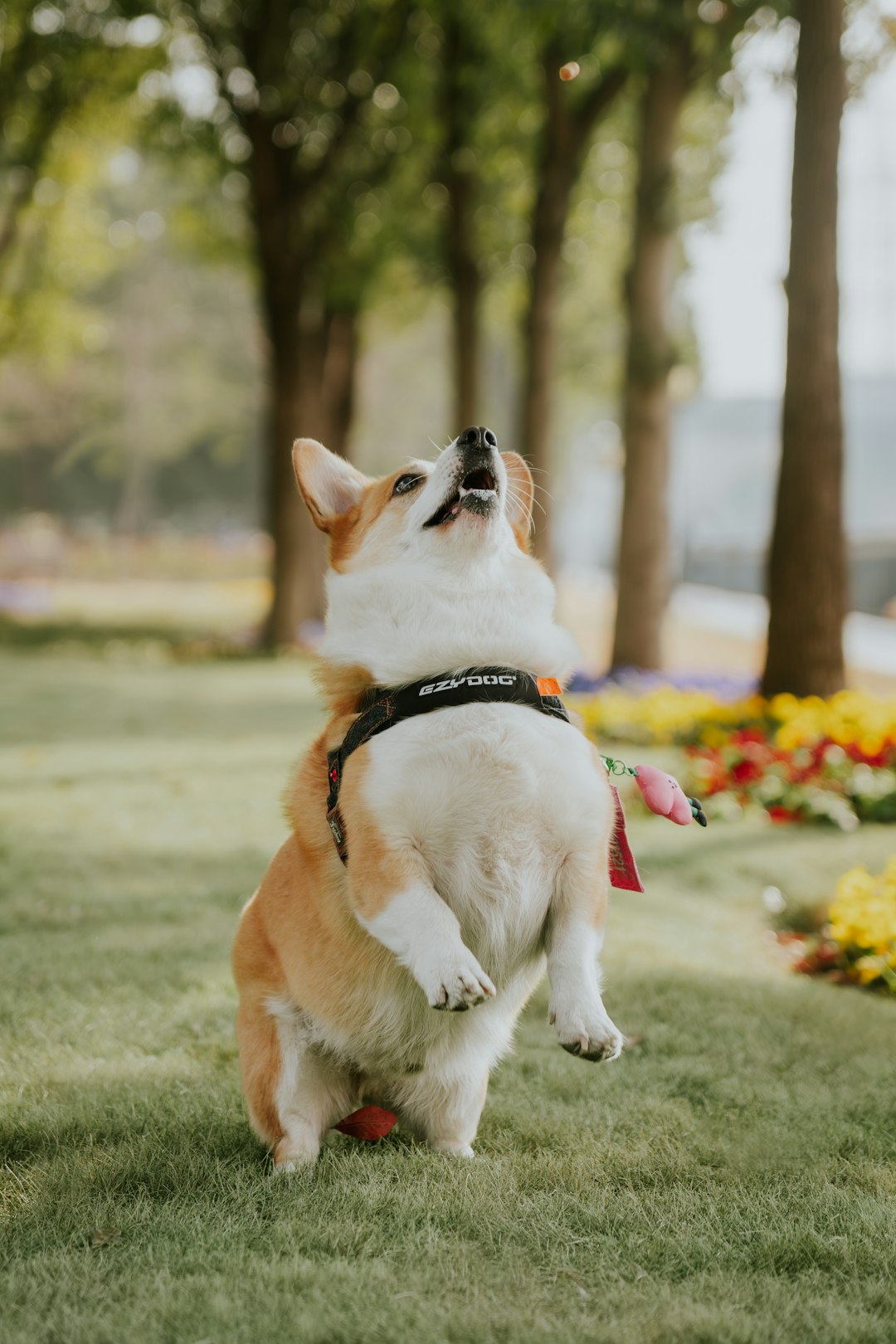 Pembroke Welsh Corgi jumping up in park showing exercise enthusiasm
