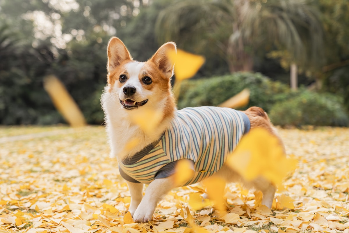 Corgi dressed in a striped outfit among fall leaves showing seasonal dog fashion