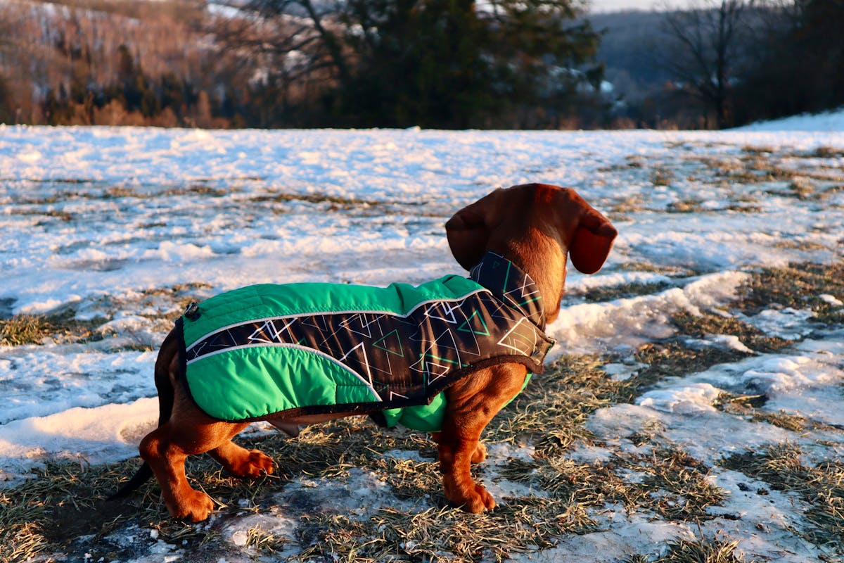 Dachshund wearing a fitted winter jacket that accommodates its long body and short legs