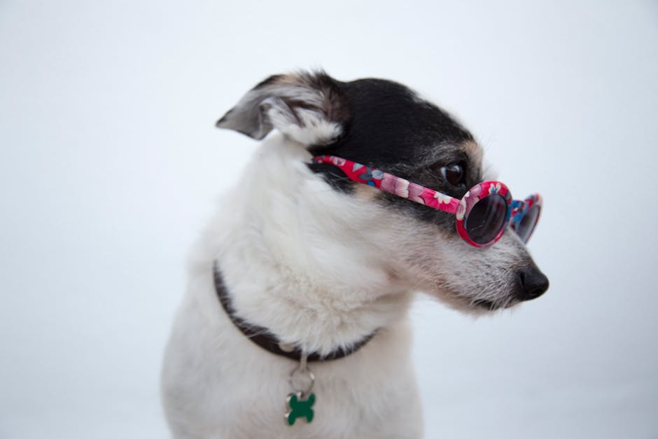 Dog wearing stylish accessories for special occasions and events