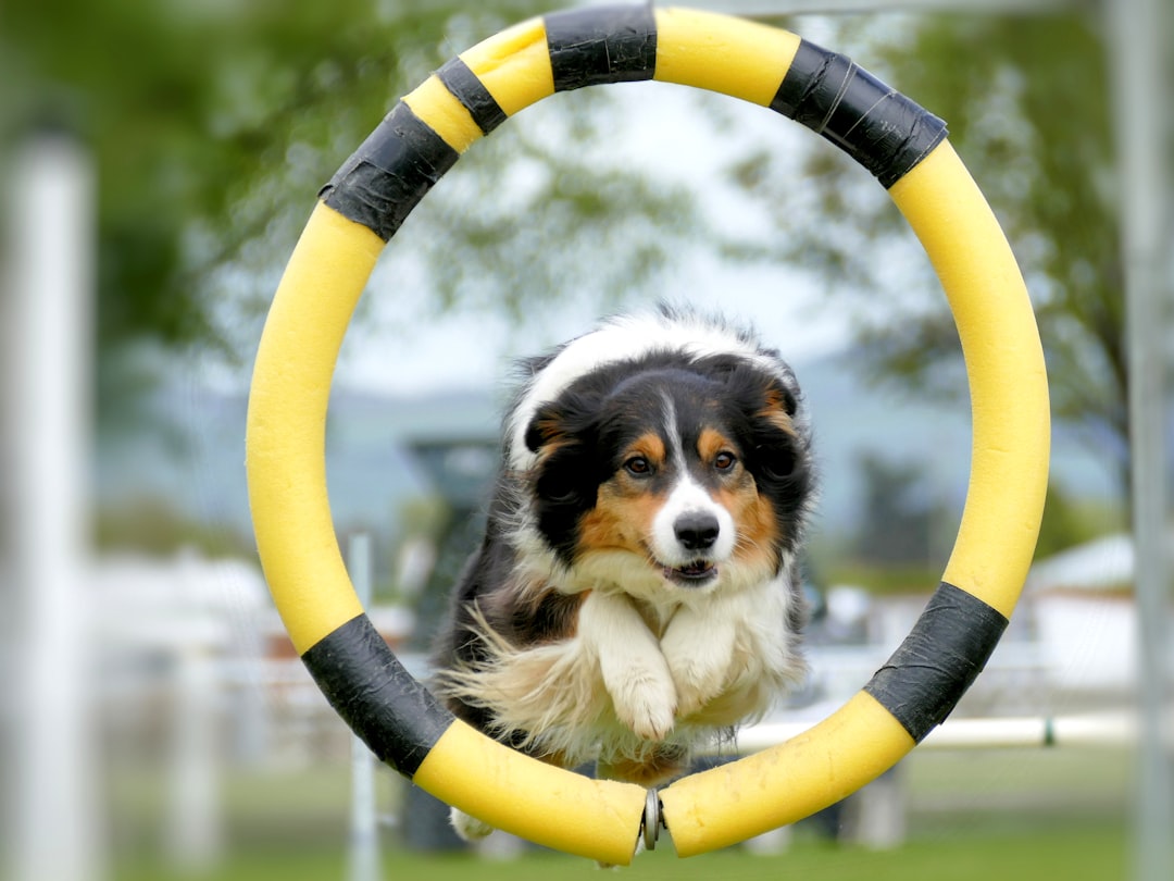 Border Collie jumping through agility training hoop for exercise