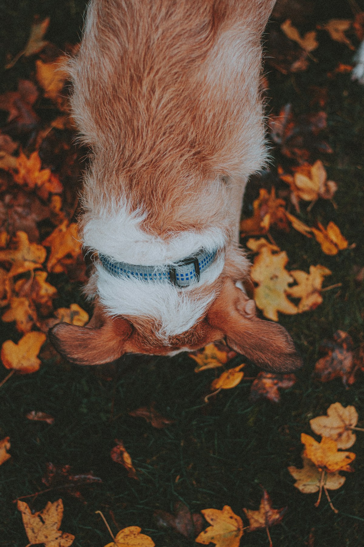 Brown and white dog exploring autumn leaves outdoors needing paw care and protection