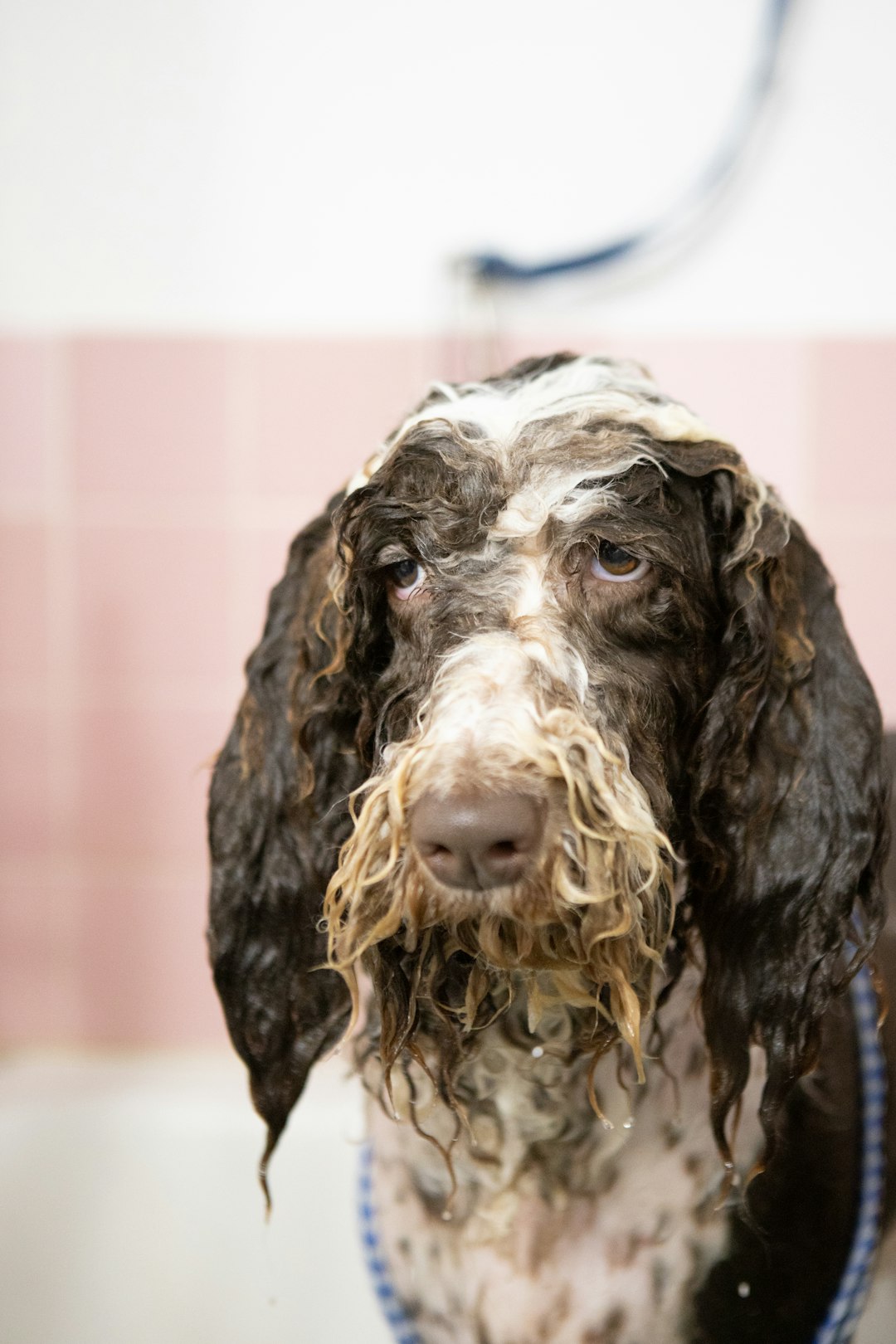 Small dog receiving hypoallergenic bath treatment for spring allergy relief