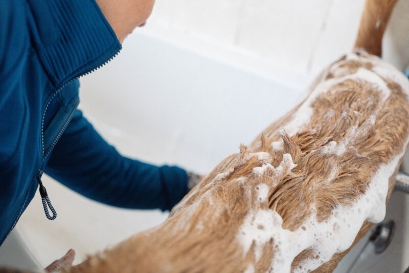 Person washing dog in bathtub with proper spring grooming technique