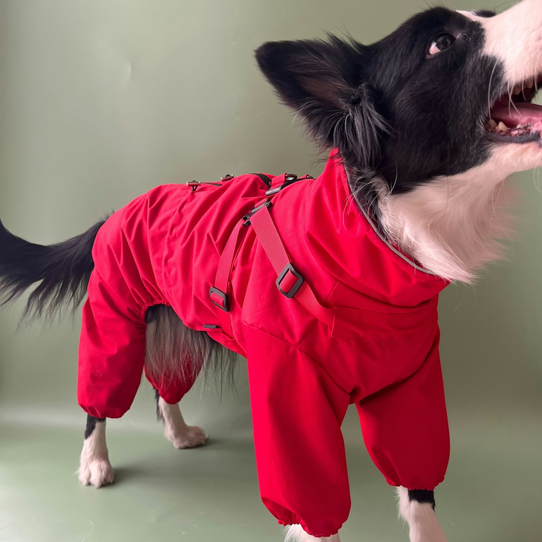 Black and white dog wearing a fitted red winter jacket