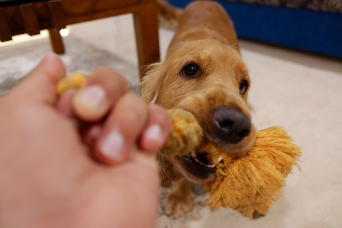 Dog holding dental chew toy for teeth cleaning and gum health