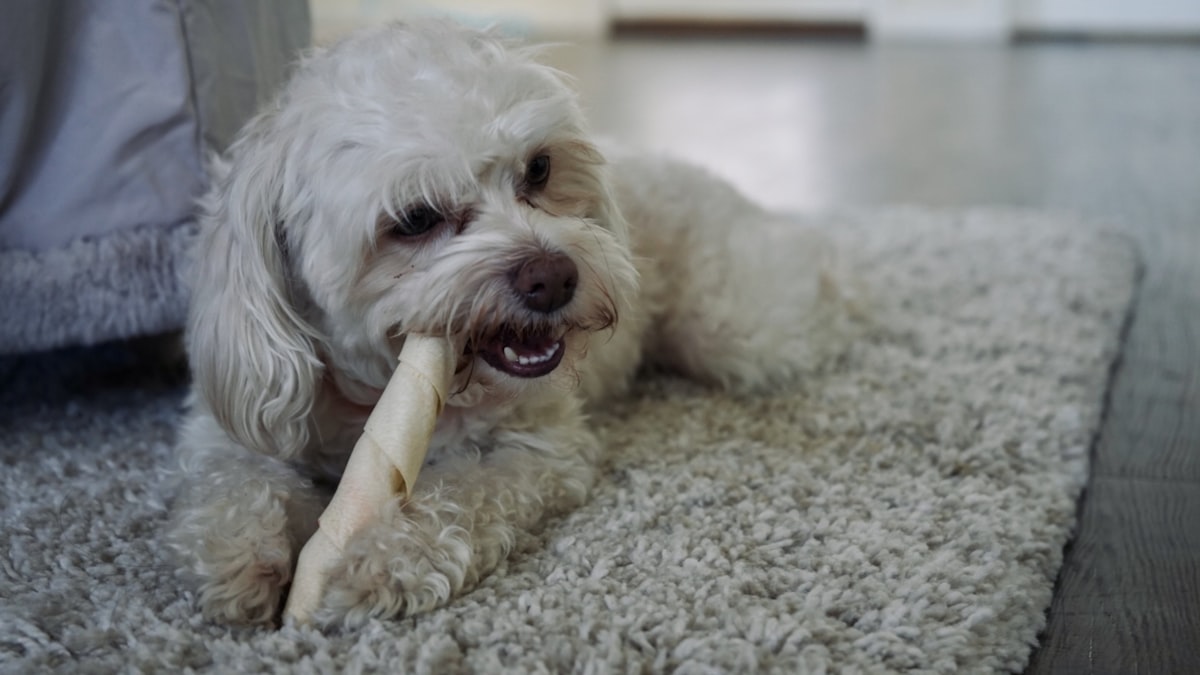 White dog chewing on bone for natural teeth cleaning and dental health