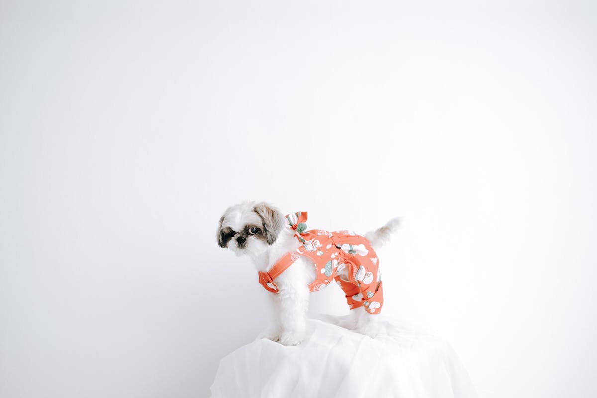 Dog clothing sizing guide - Shih Tzu wearing properly fitted stylish dog clothes