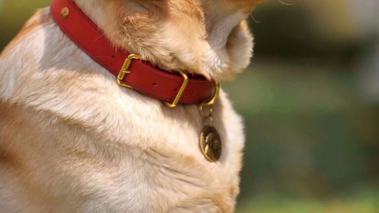 Labrador retriever wearing red collar showcasing popular dog collar styles