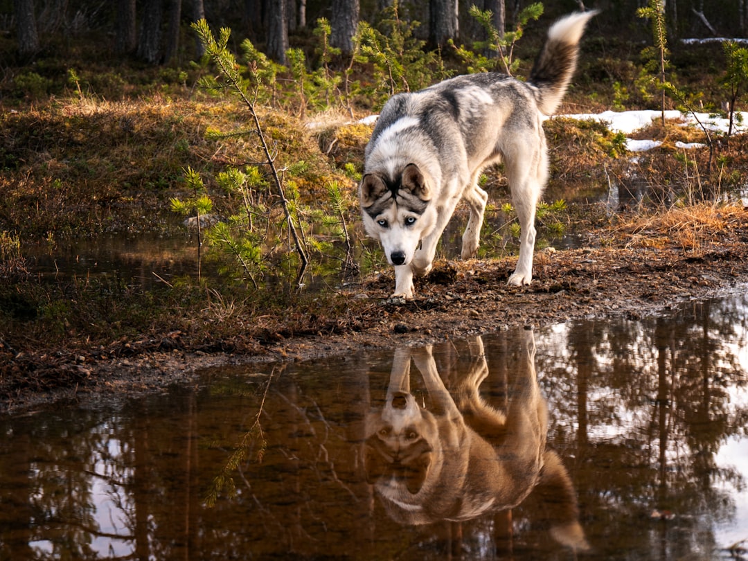 Dog drinking fresh water during an outdoor walk