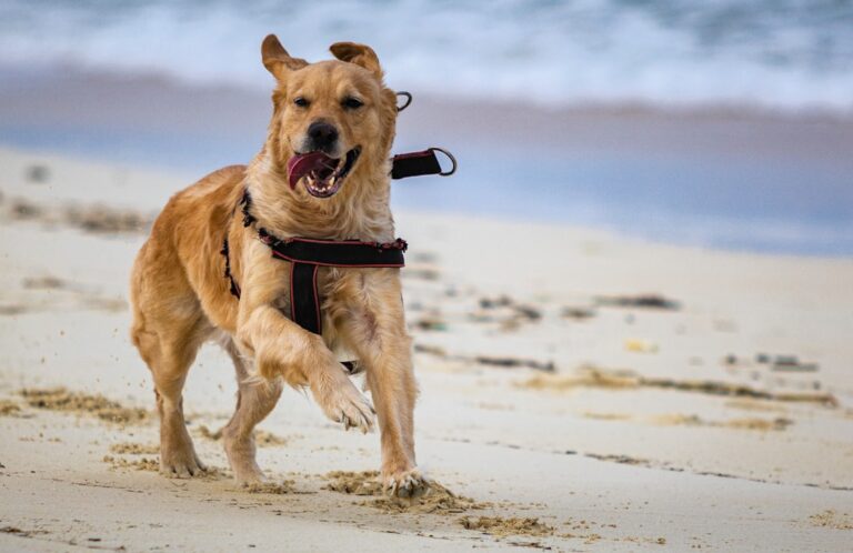 Dog Exercise Tips | Complete Guide to Keeping Your Pup Active