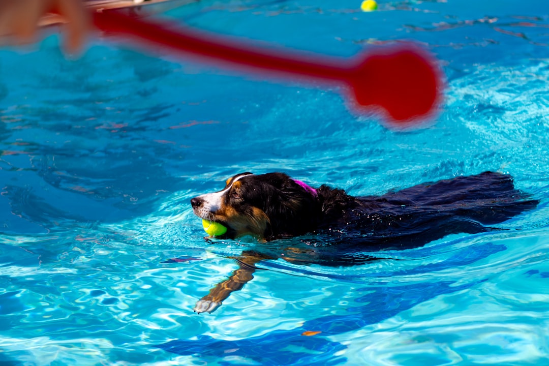 Dog fetching ball while swimming in pool water