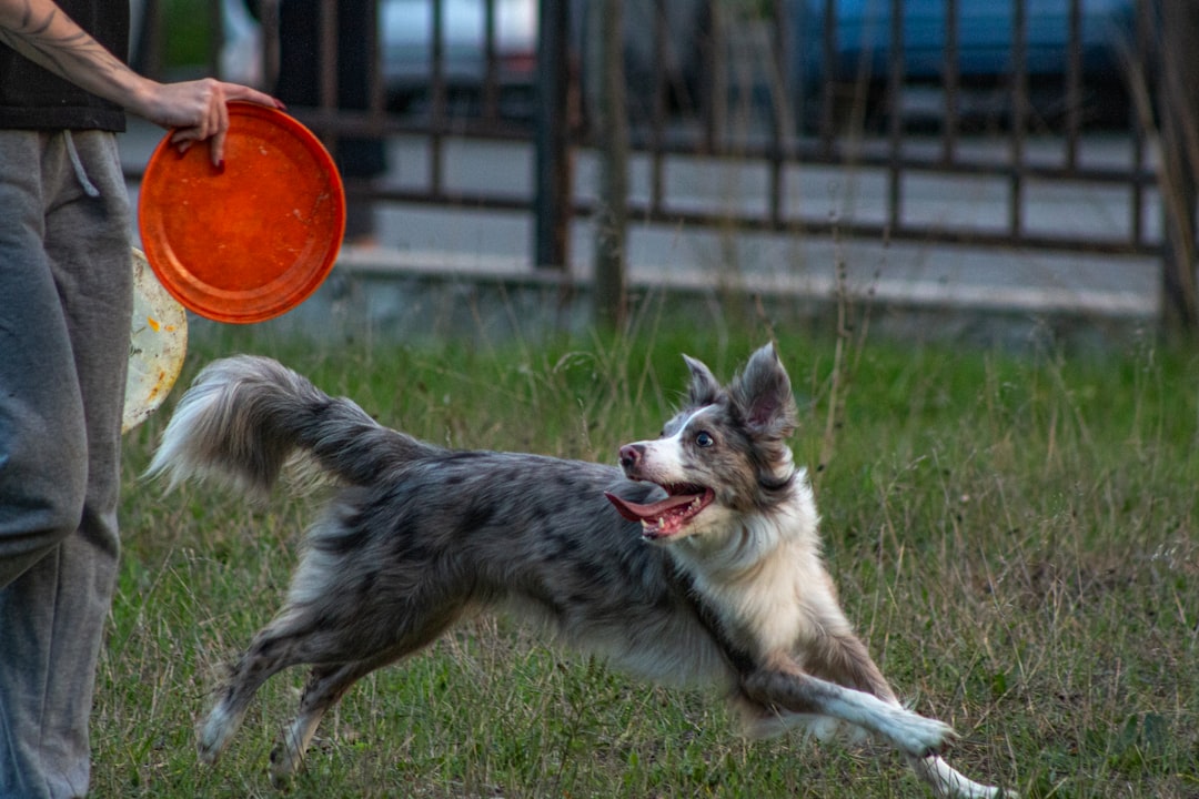 Dog running towards frisbee for exercise and playtime