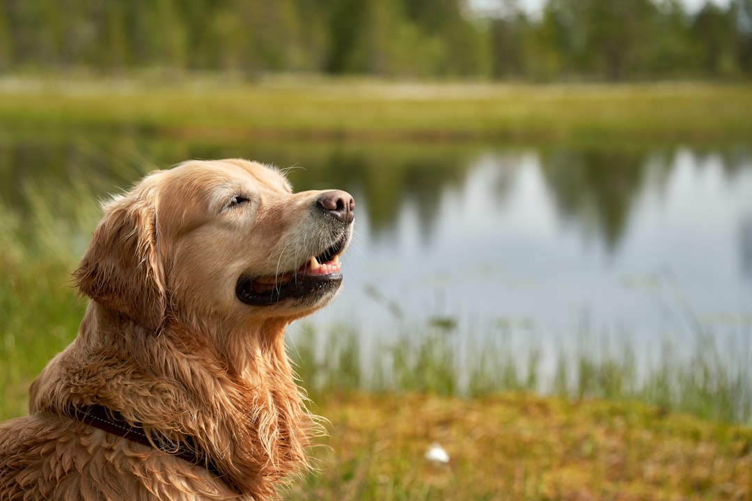 Two dogs playing together outdoors during spring exercise routine