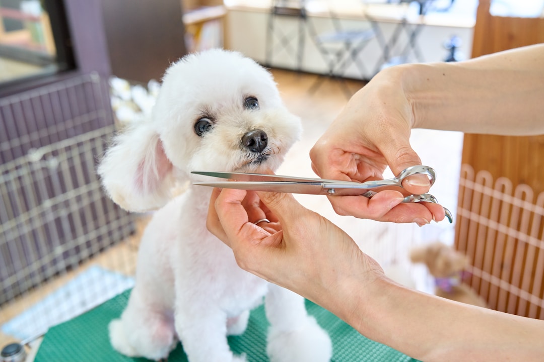 Small white dog getting a haircut with scissors