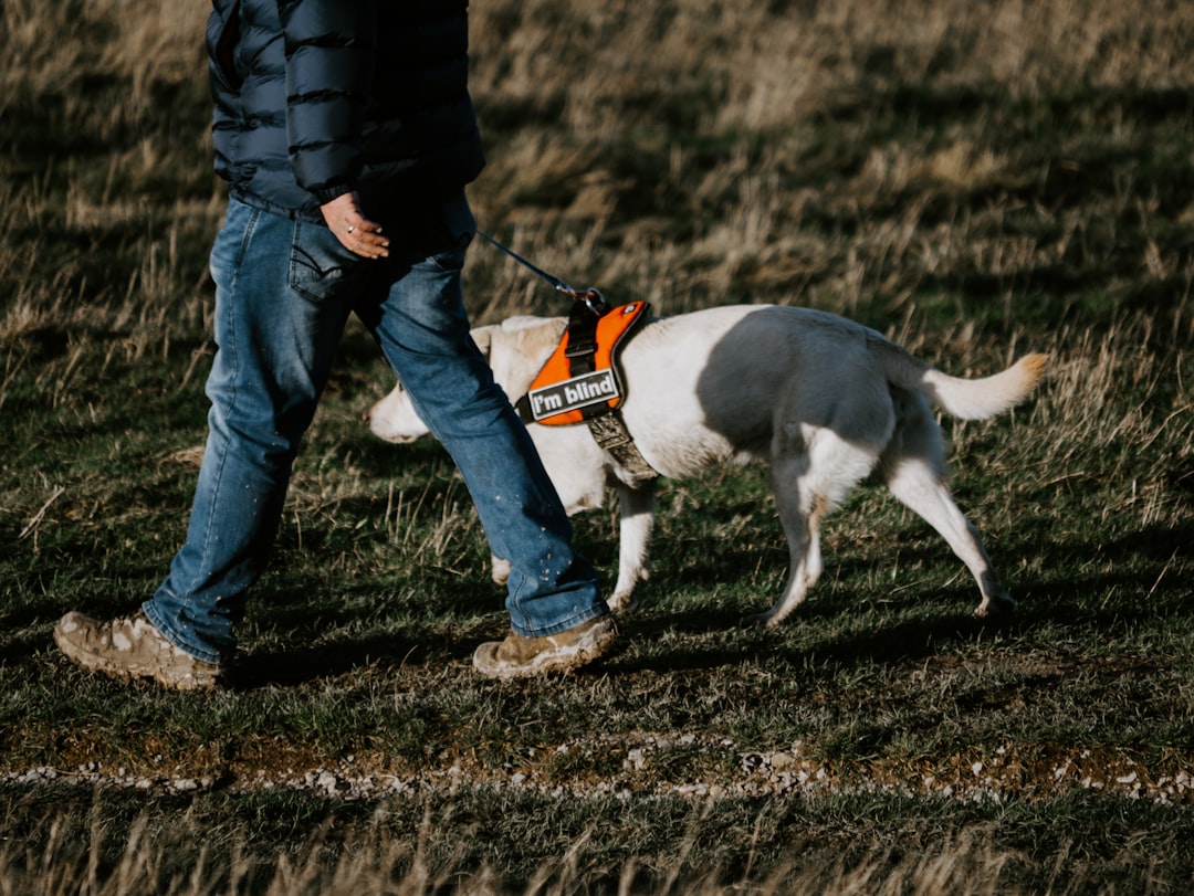 Dog wearing a comfortable walking harness outdoors