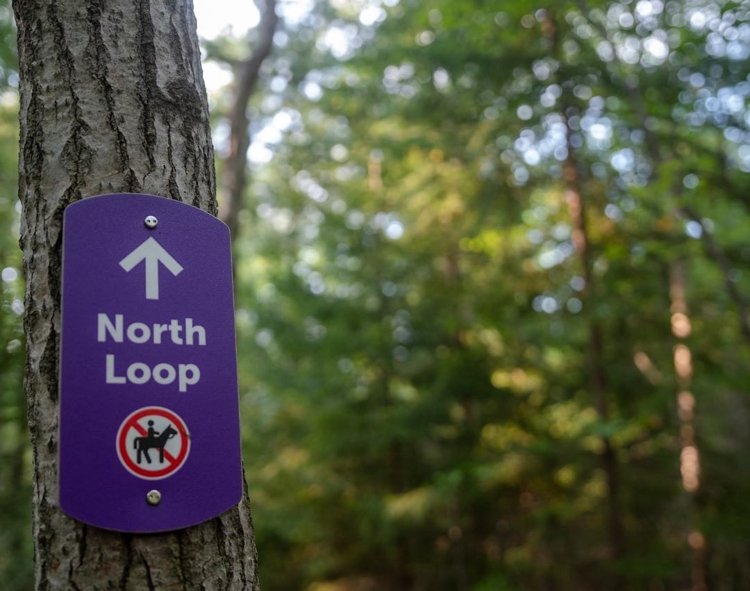 Dog exploring a nature trail during a spring hike