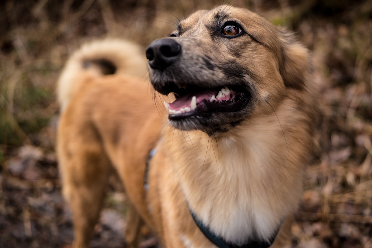 Dog hiking on outdoor adventure trail through the forest