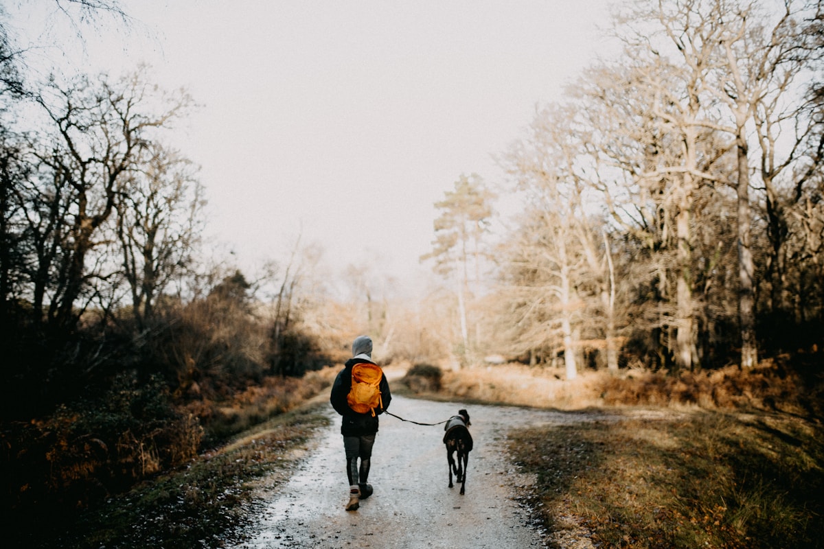 Dog walking on a forest hiking trail where boots protect paws from rocks and debris