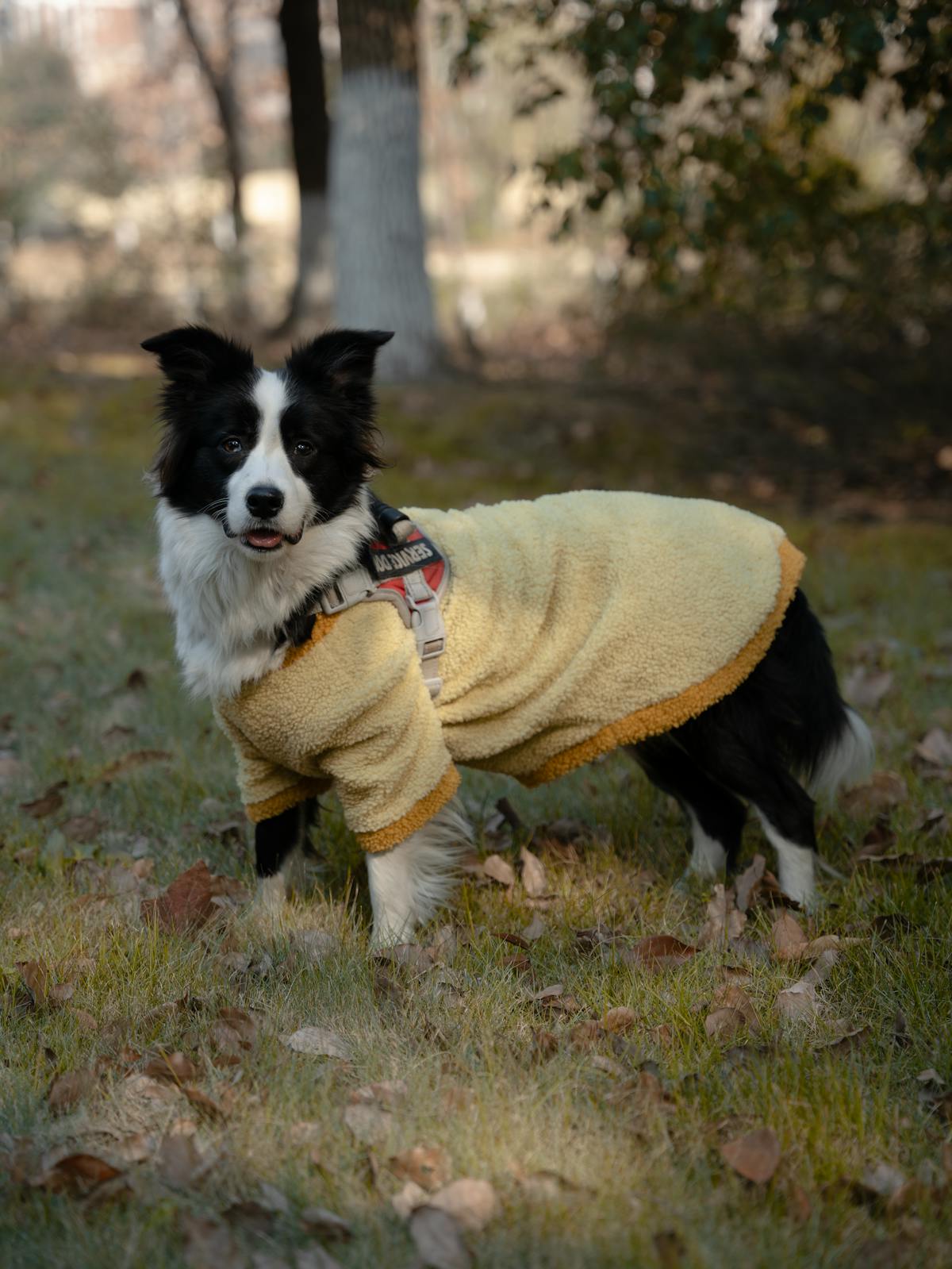Border Collie wearing a fitted dog jacket for size chart reference