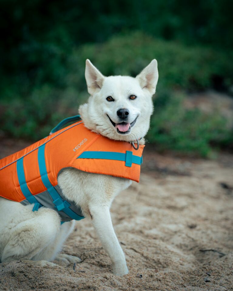 Dog wearing orange life jacket for water safety during swimming