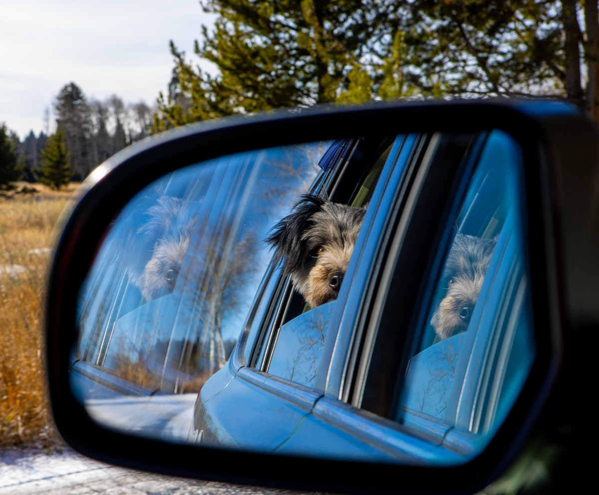 Dog looking out car window during a road trip adventure