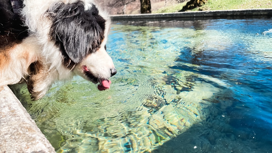Dog standing next to water bowl ready for a nutritious meal