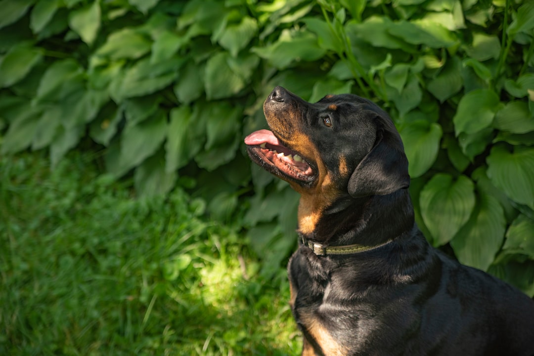 Dog sitting attentively in grass during obedience training session