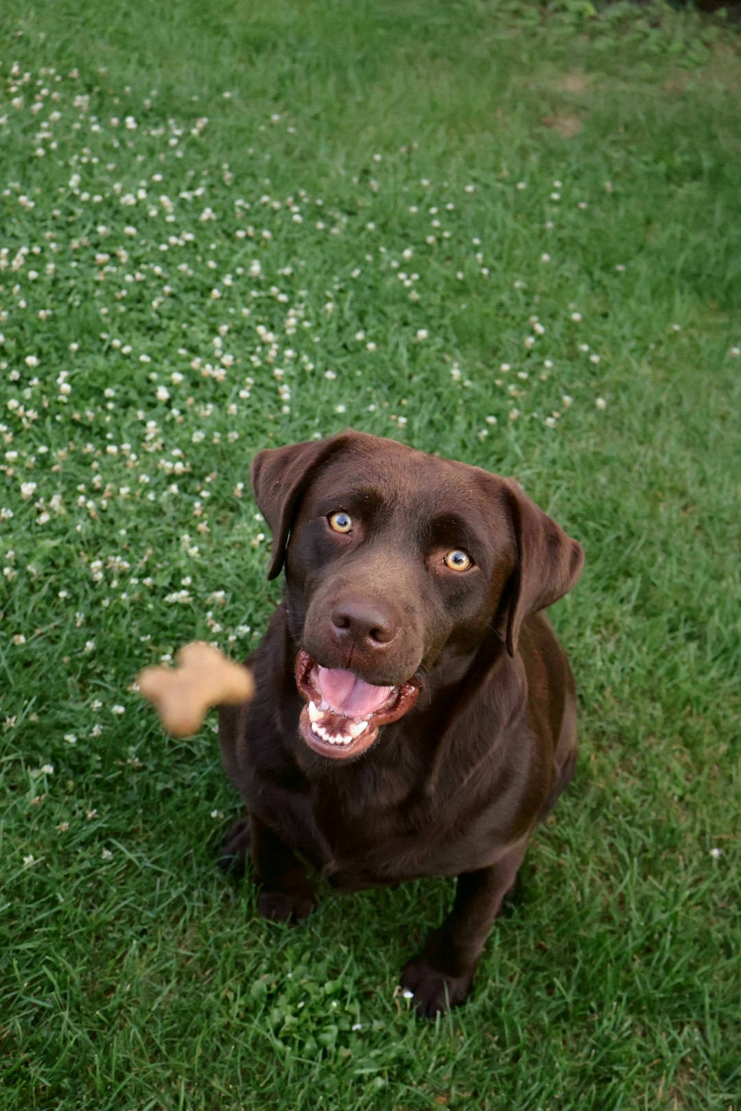 Dog in grass during spring experiencing seasonal allergies and pollen exposure