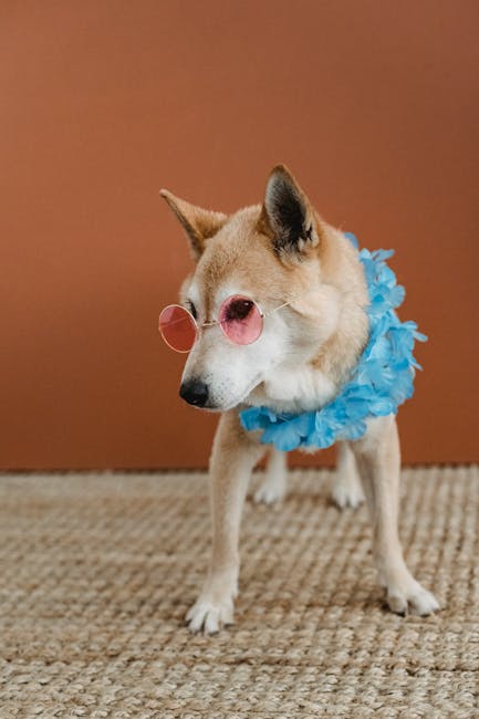 Dog dressed up for birthday party celebrations with accessories
