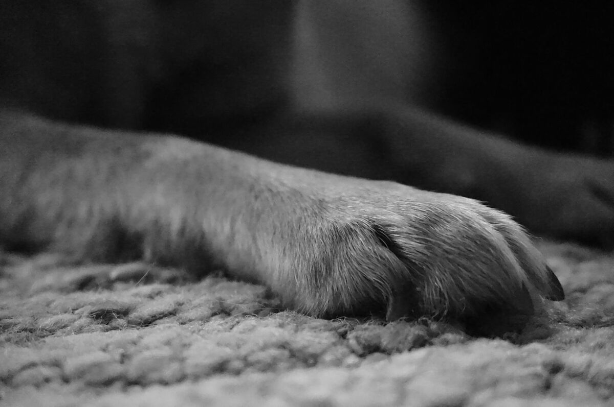 Complete dog paw care guide for healthy paw pads