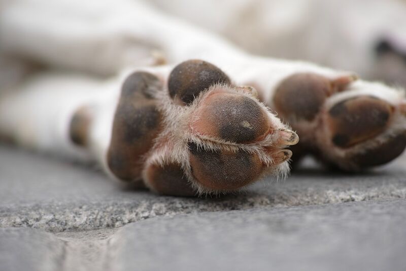 Close-up of dog paw showing healthy pad and nail care for spring grooming