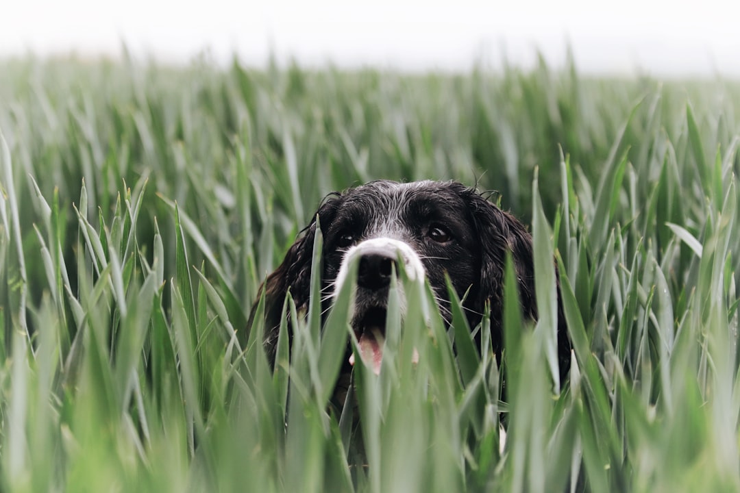 Close-up of dog paws resting on green spring grass