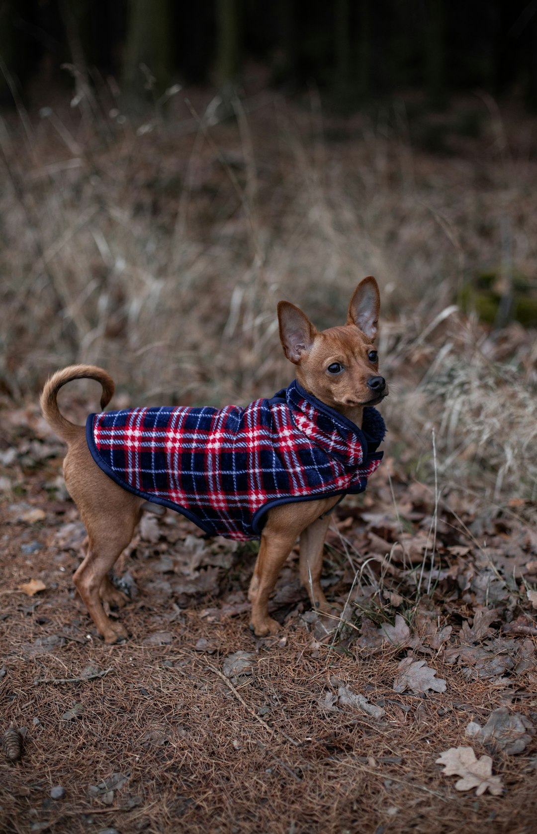 Dog wearing a plaid shirt outdoors during autumn weather